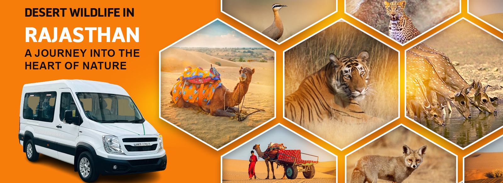 Desert Wildlife in Rajasthan